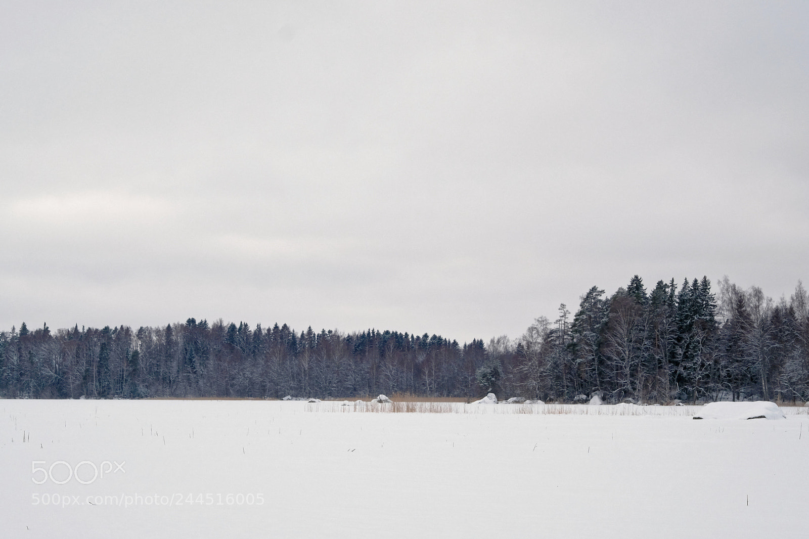 Fujifilm X-T2 sample photo. Trees photography