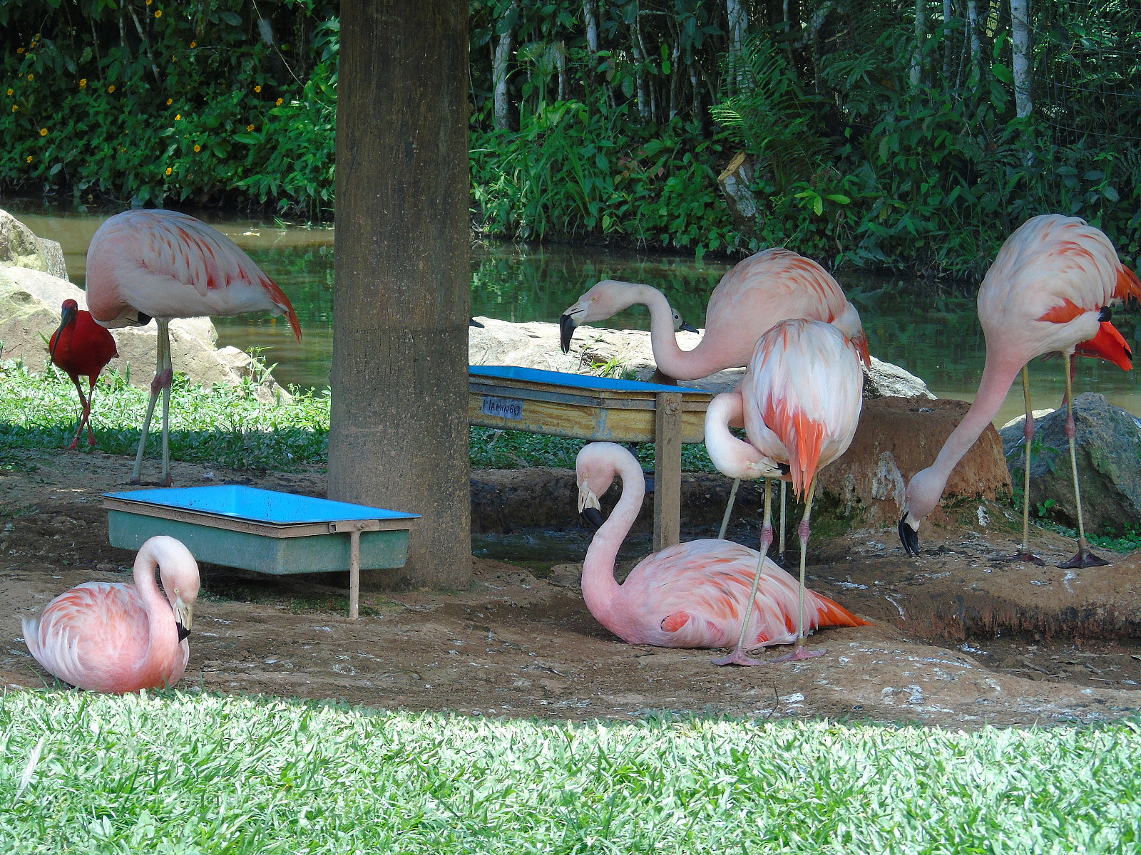 Sony Cyber-shot DSC-H400 sample photo. Flamingos photography