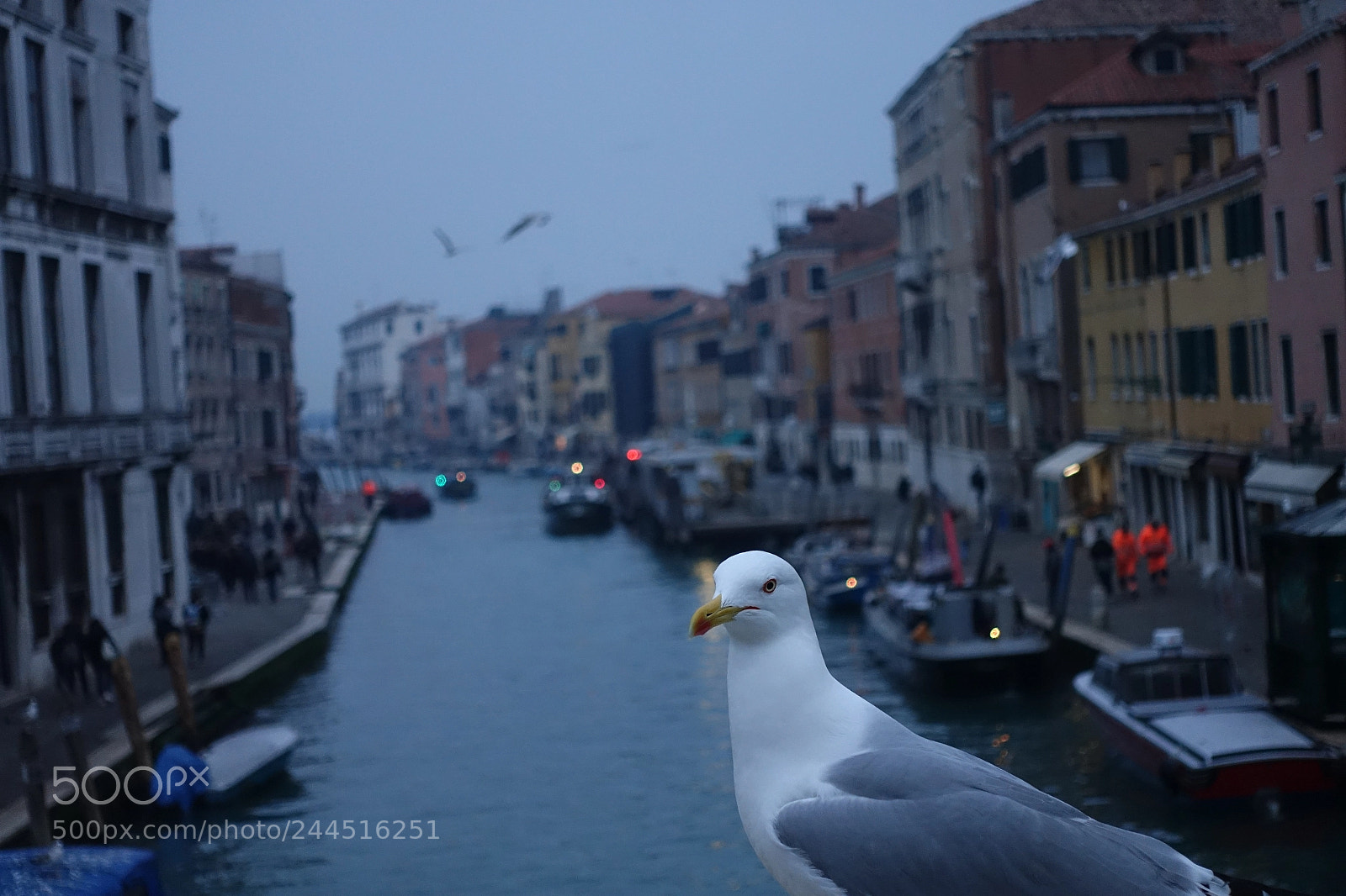 Sony Cyber-shot DSC-RX100 IV sample photo. Gull in venice in photography