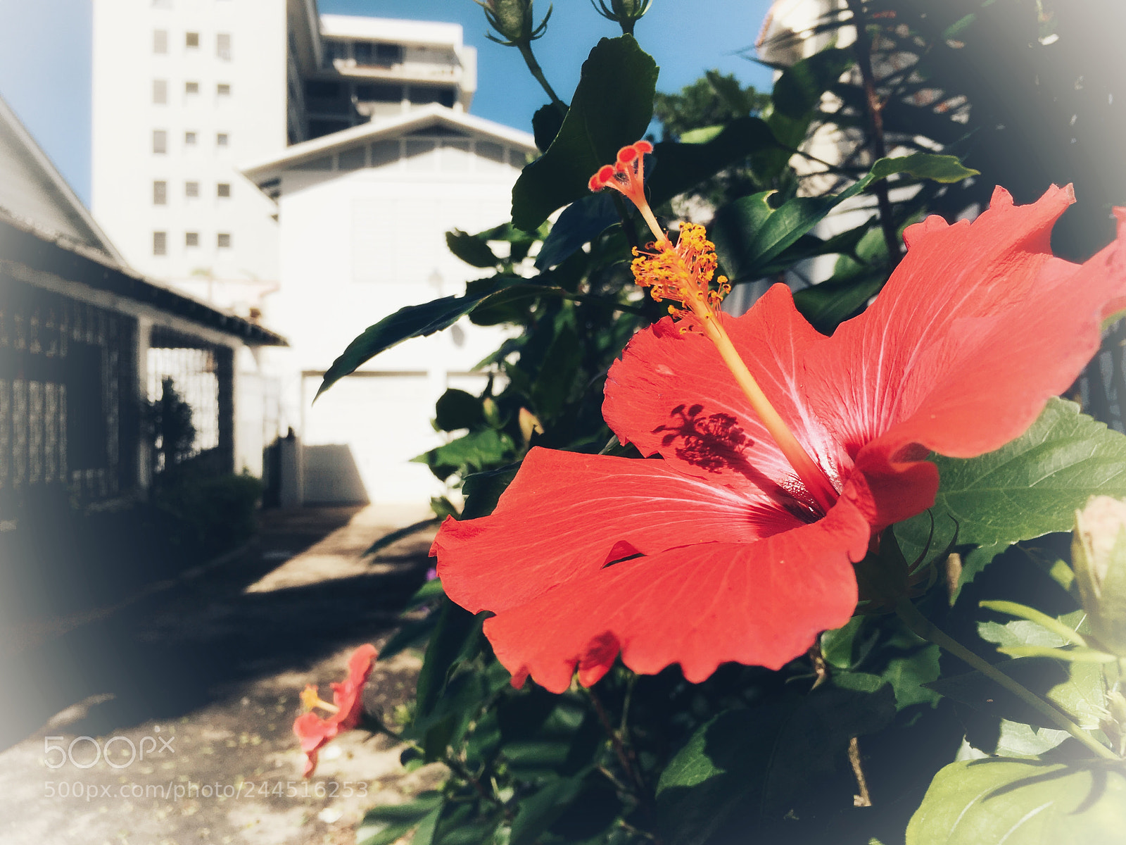 Apple iPhone 6s sample photo. Untitled photography