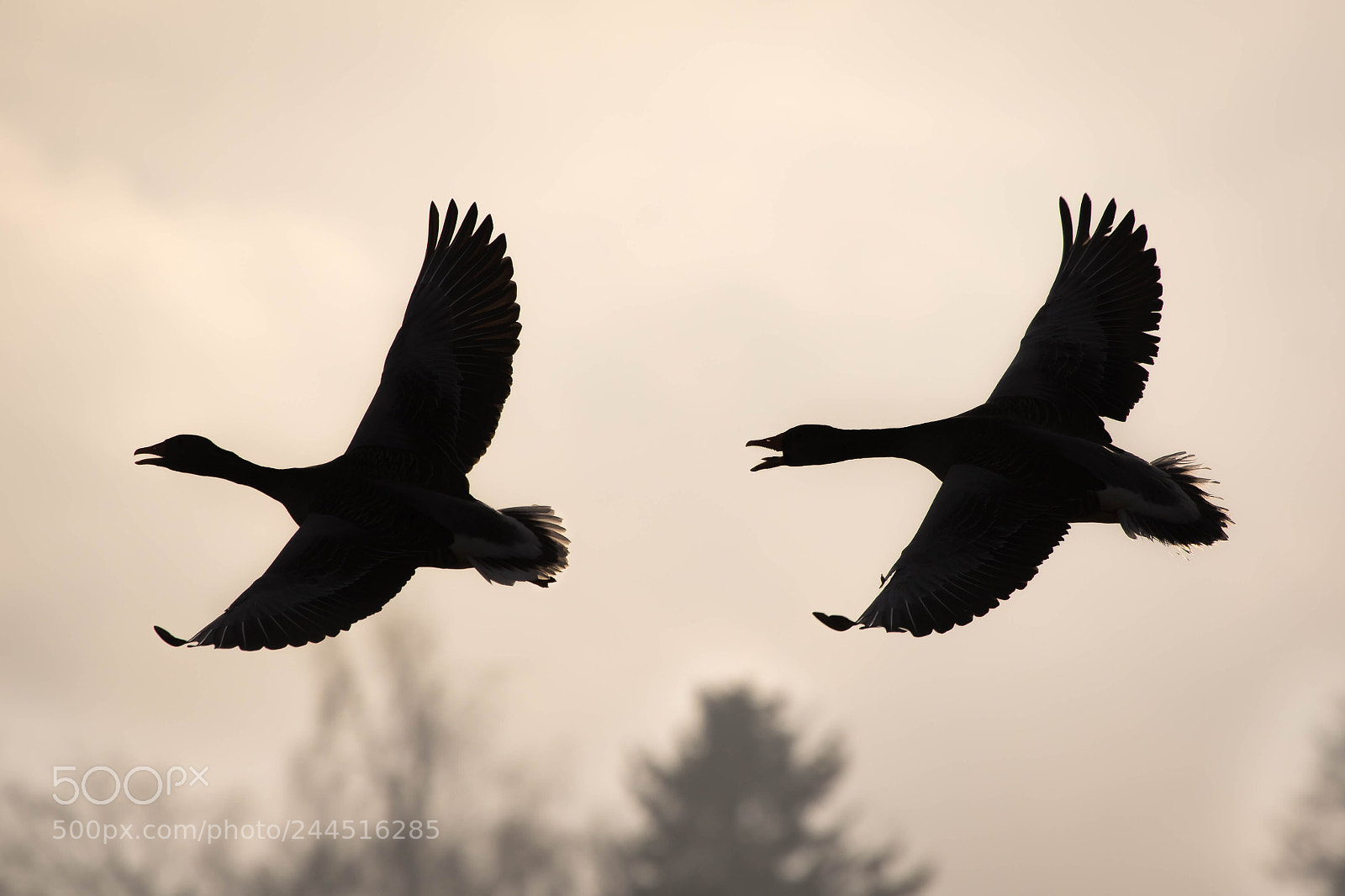Canon EOS 7D Mark II sample photo. Greylag geese photography