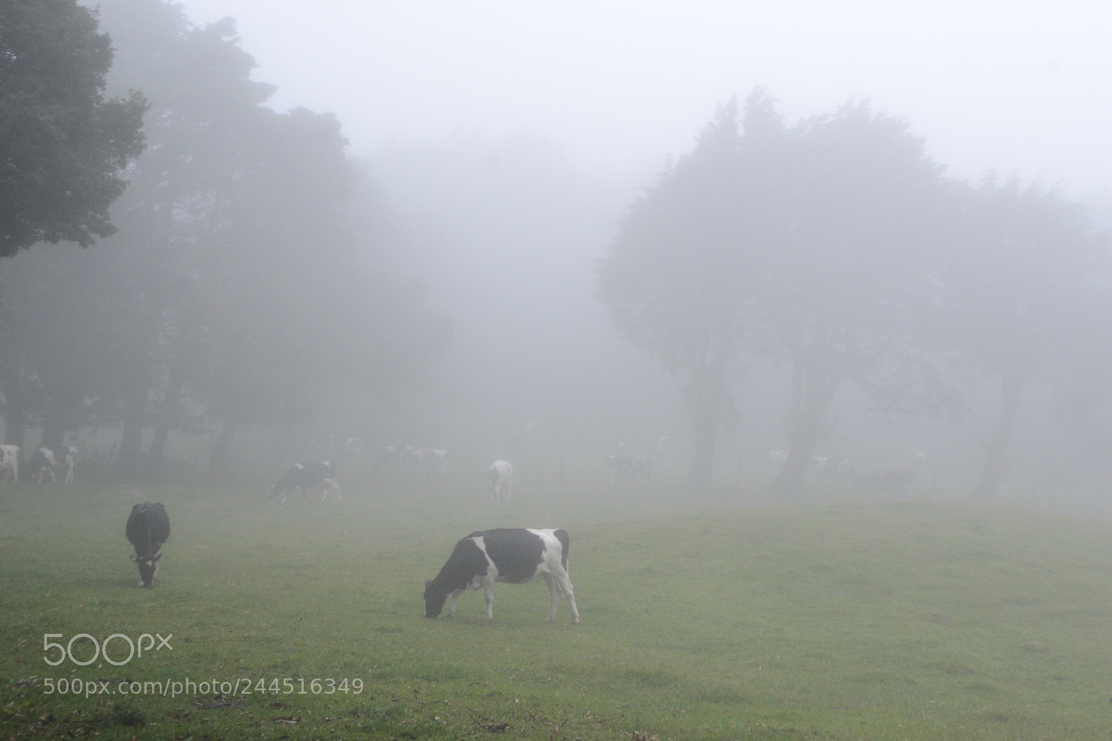 Nikon D3100 sample photo. Cow she. photography