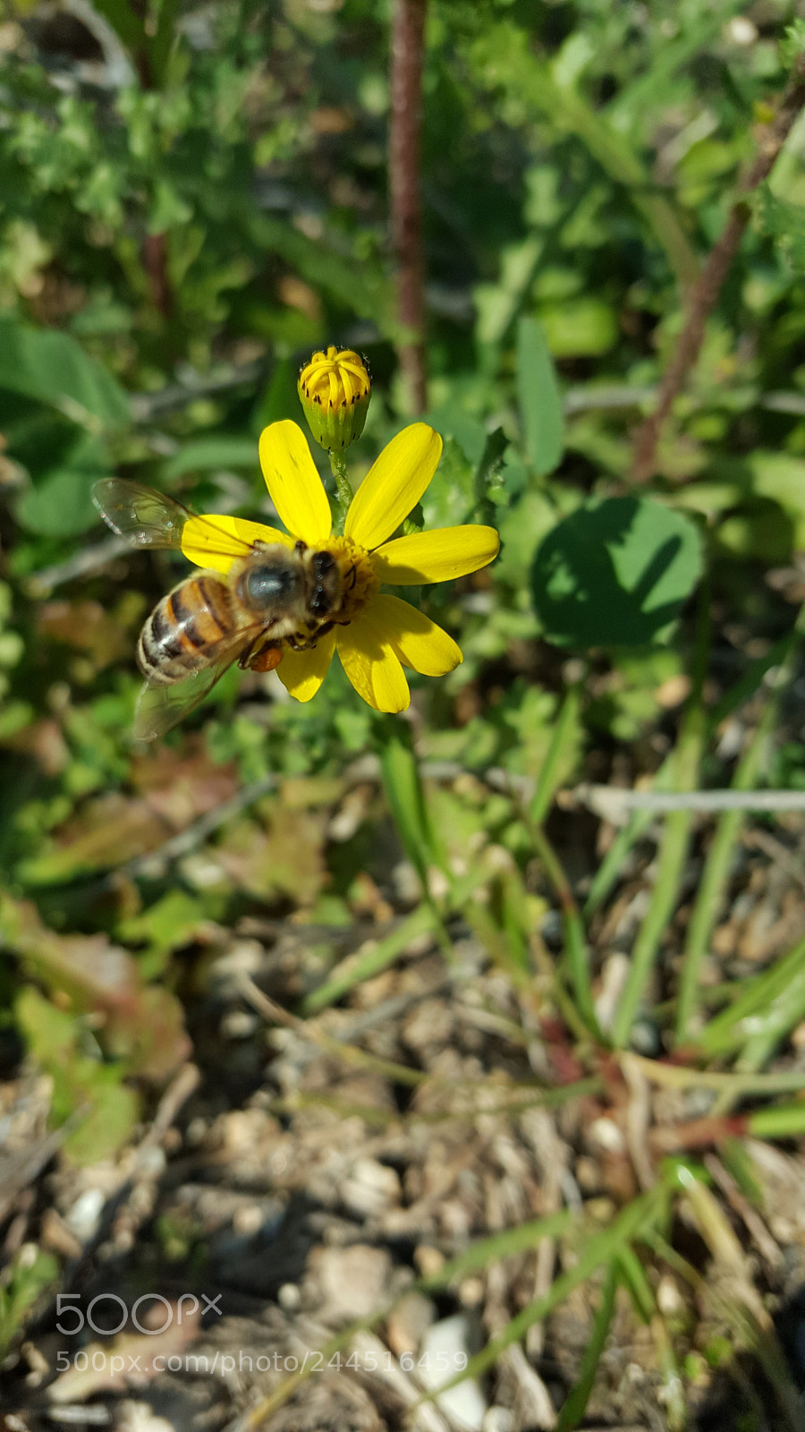 Samsung Galaxy Note5 sample photo. Untitled photography