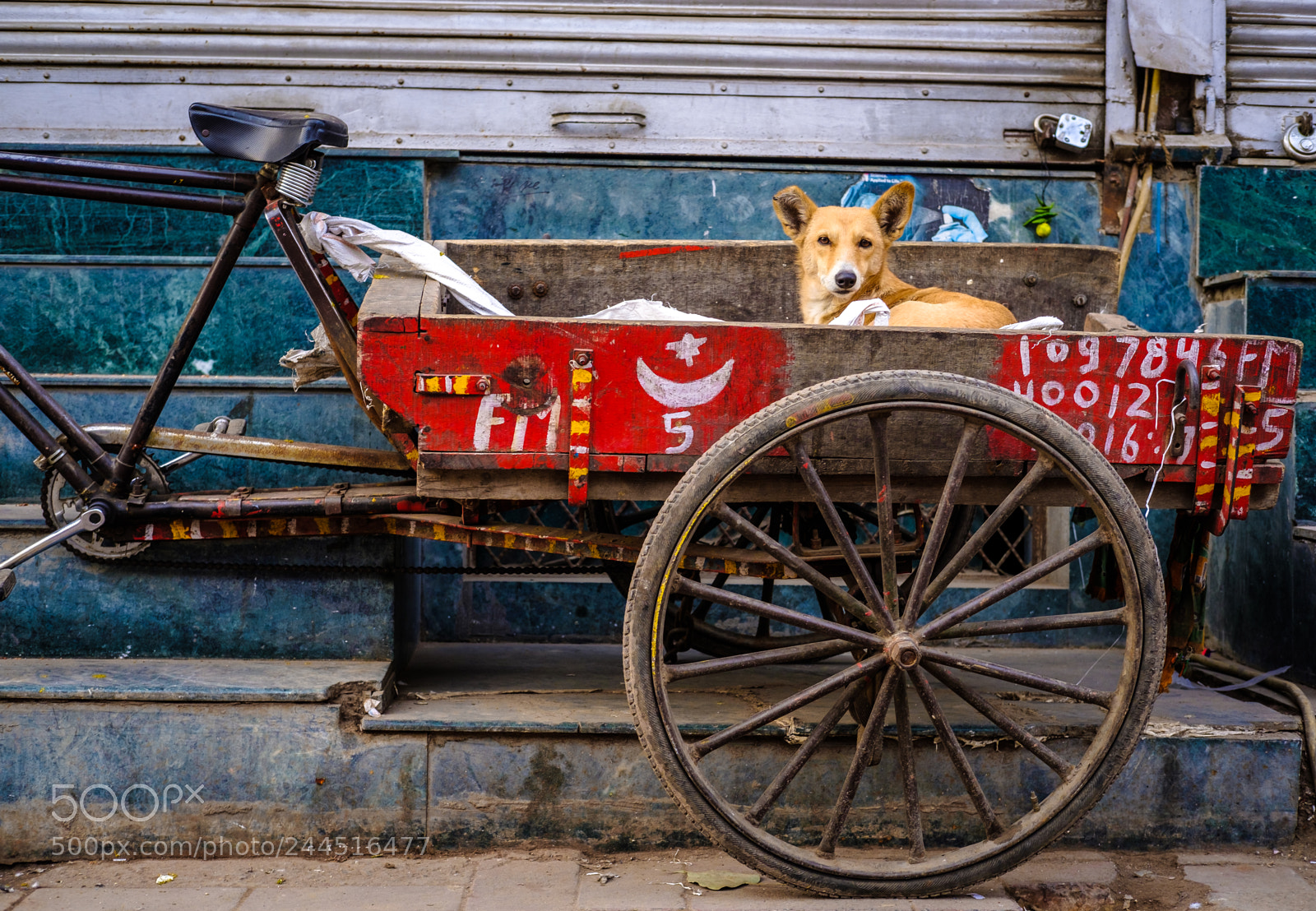 Fujifilm X-T2 sample photo. Dog photography