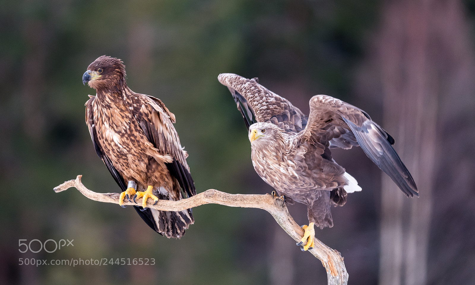 Nikon D5 sample photo. Eagles photography