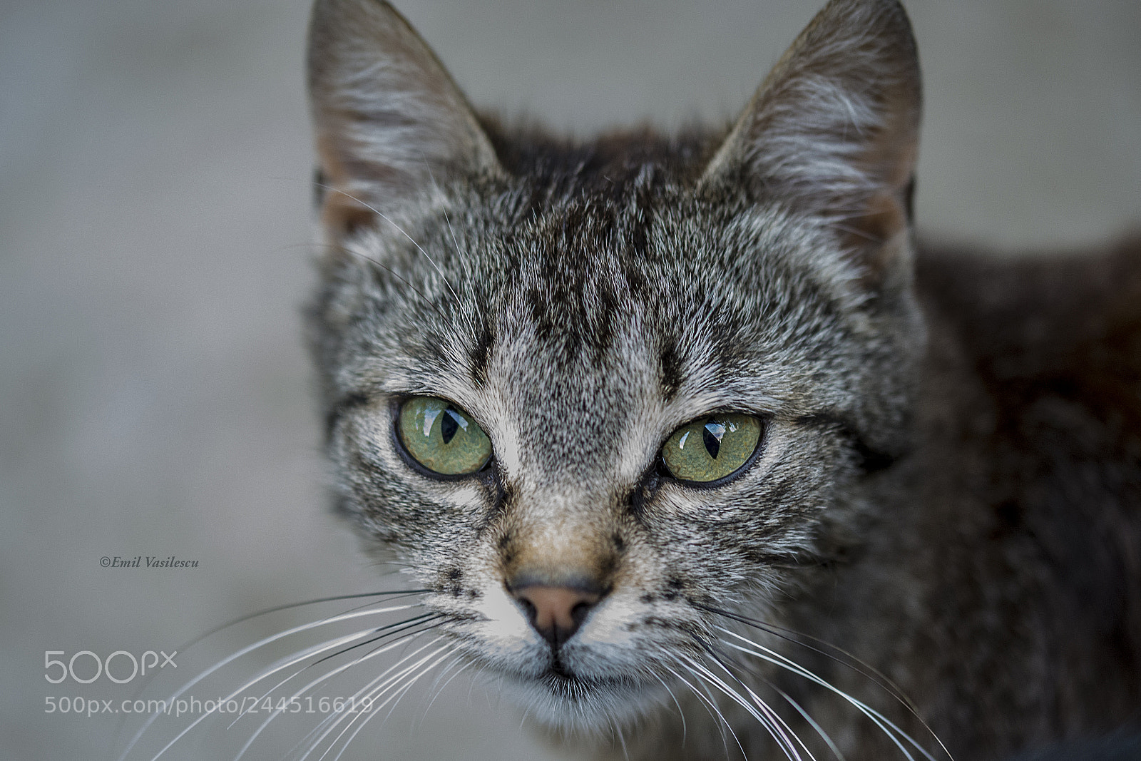 Nikon D610 sample photo. A cat with beautiful photography