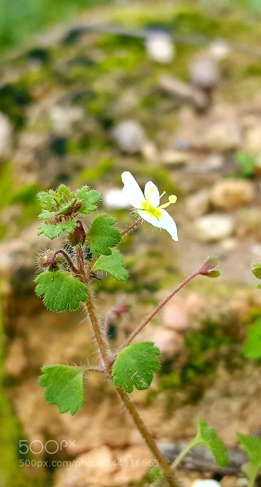 Samsung Galaxy Note5 sample photo. Untitled photography