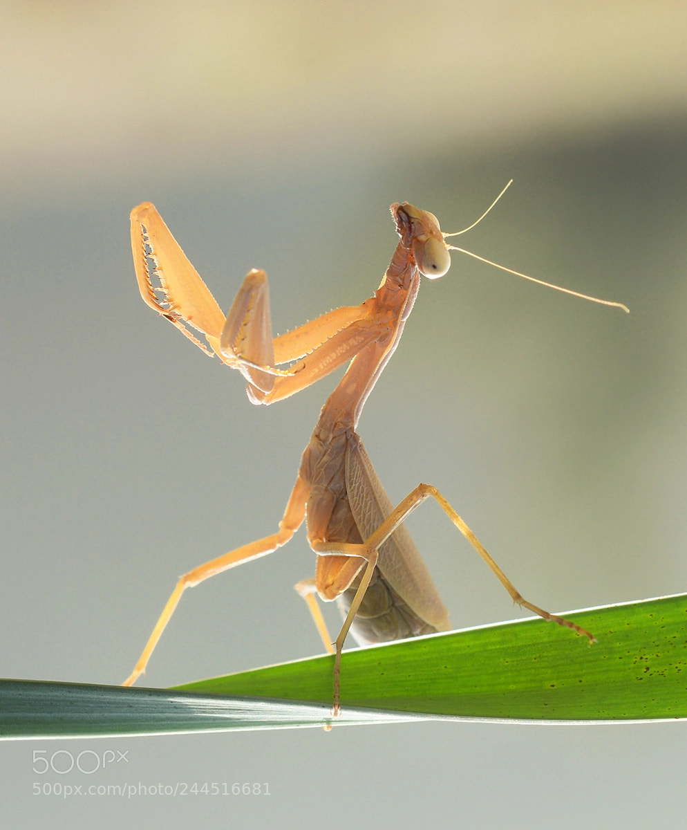 Nikon D7100 sample photo. Mantis photography