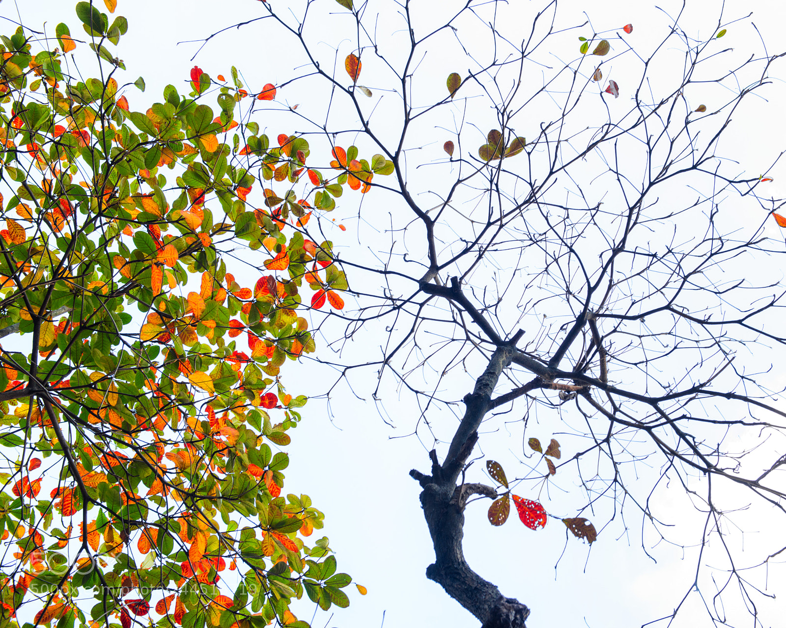 Nikon D800E sample photo. New season is coming photography