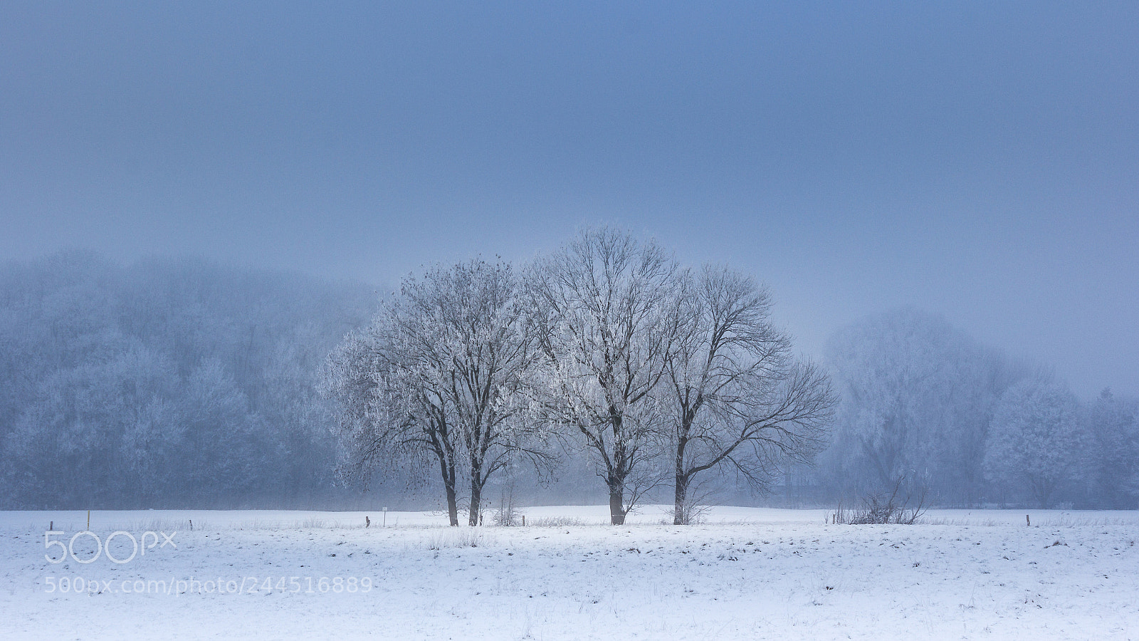Canon EOS 60D sample photo. Baumgruppe photography