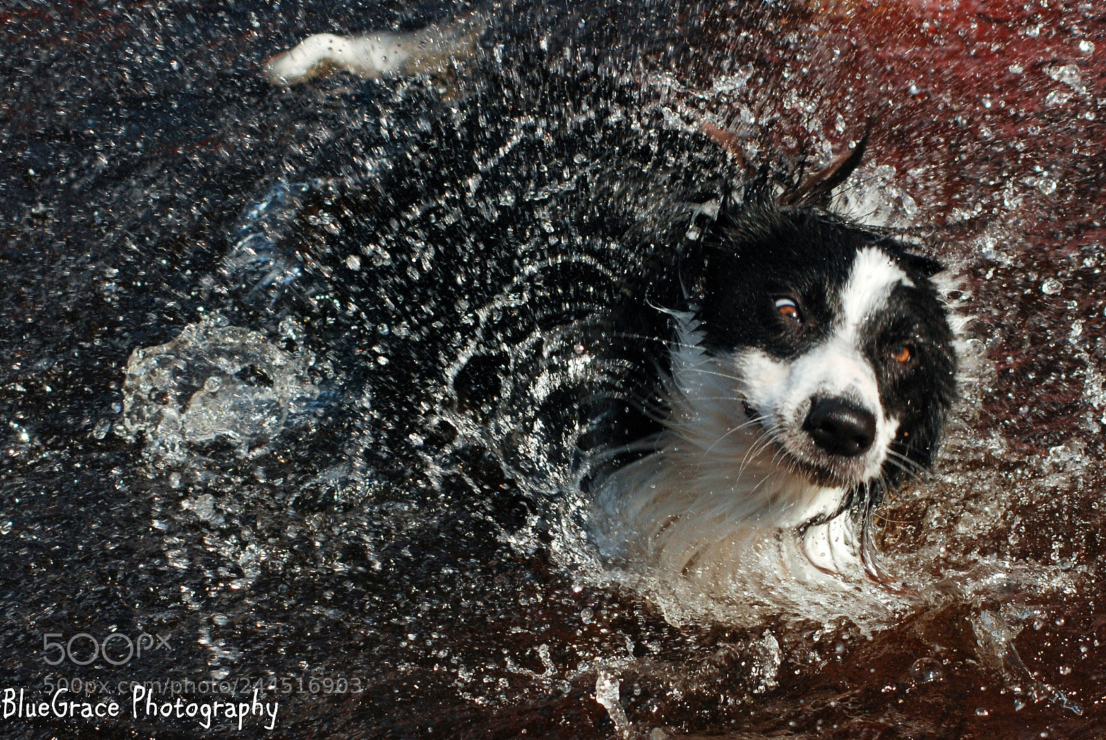 Nikon D80 sample photo. Wisp photography