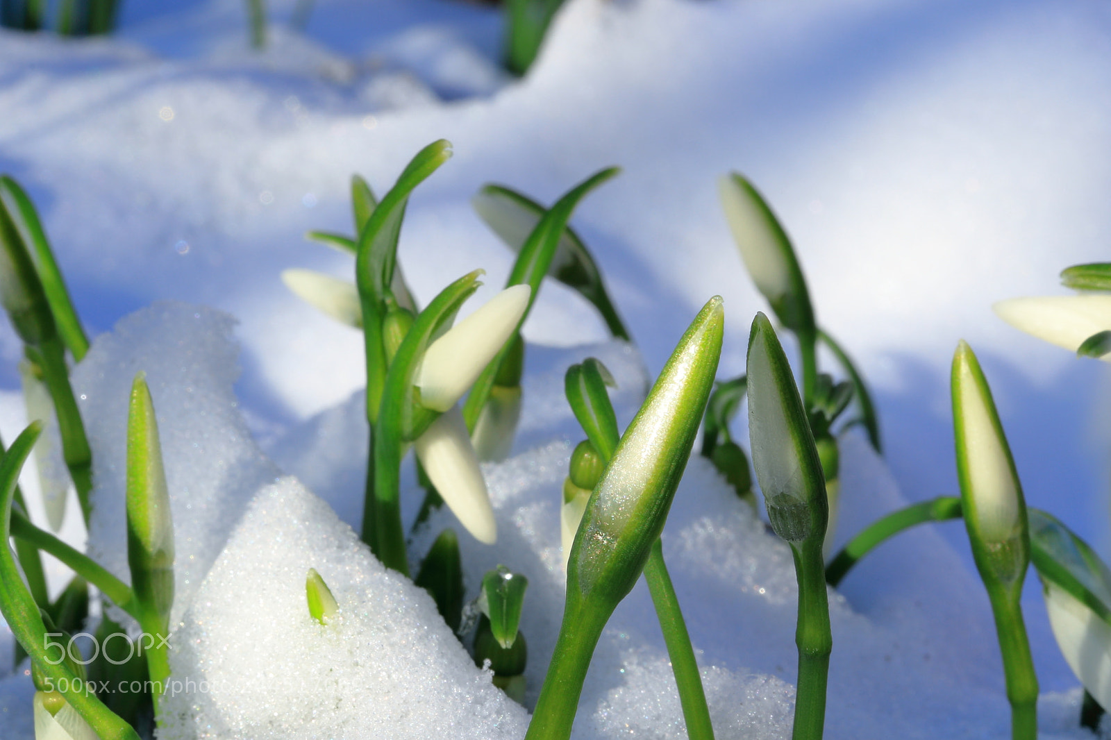Canon EF-S 60mm F2.8 Macro USM sample photo. Purity in a cold photography