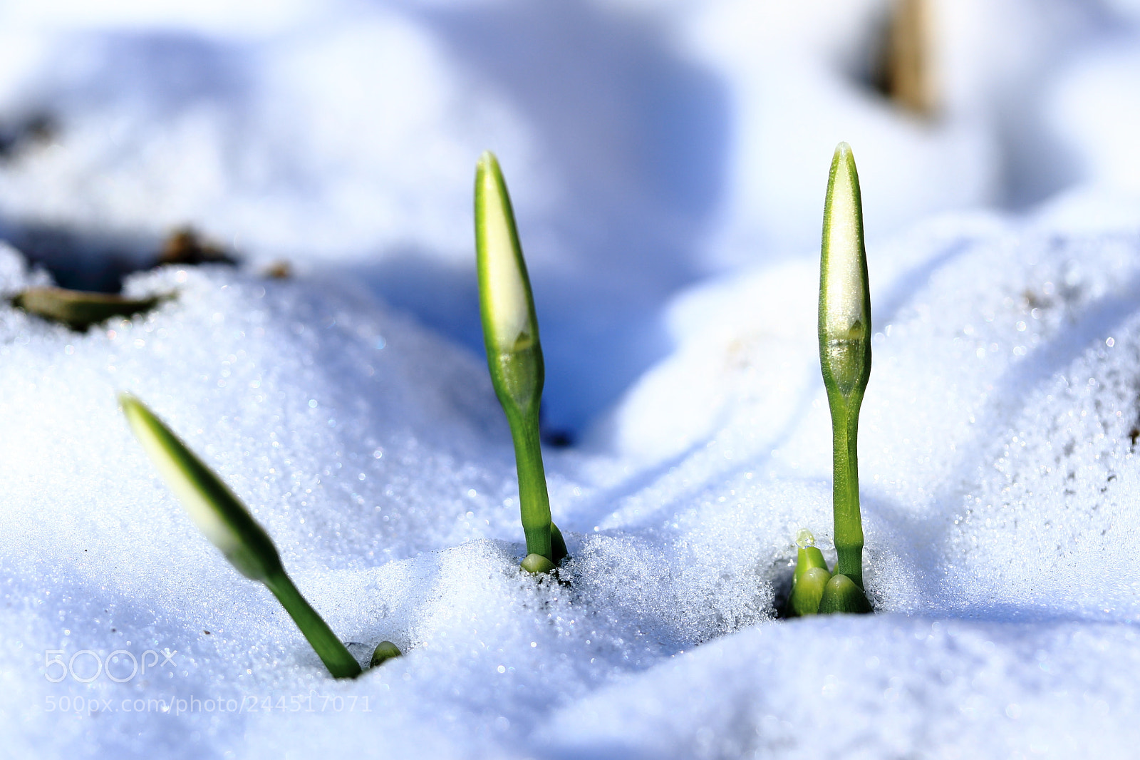 Canon EF-S 60mm F2.8 Macro USM sample photo. Purity in a cold photography