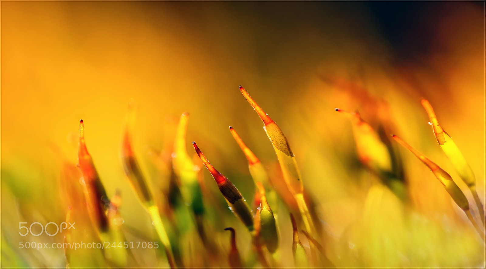 Canon EOS-1D Mark III sample photo. Ob diese kleinen moosm photography