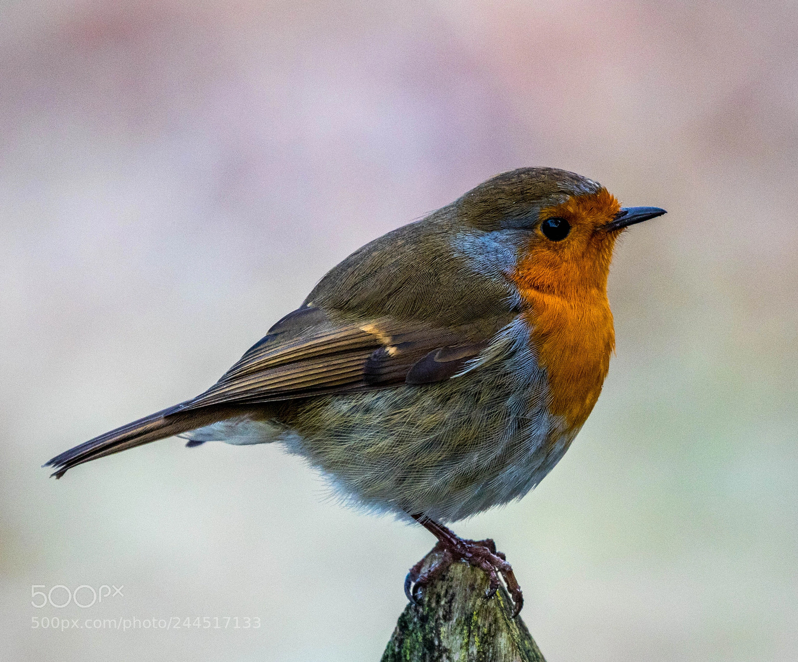 Canon EOS 7D Mark II sample photo. Robin on his perch photography