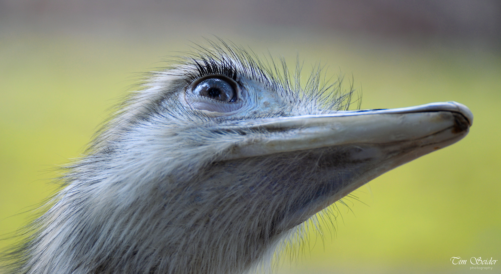 Nikon D610 sample photo. Long eyelashes photography