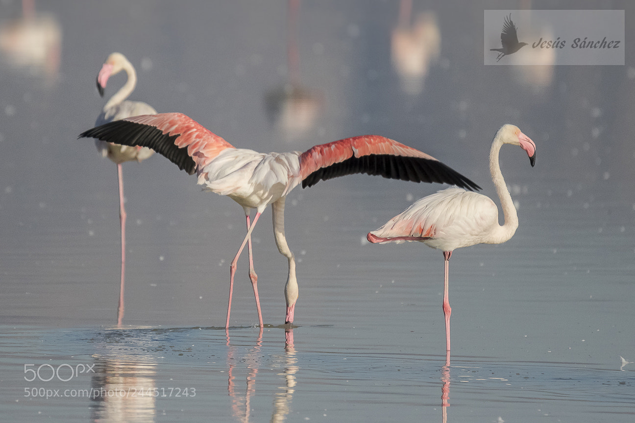 Canon EOS 7D Mark II sample photo. Flamenco com n phoenicopterus photography