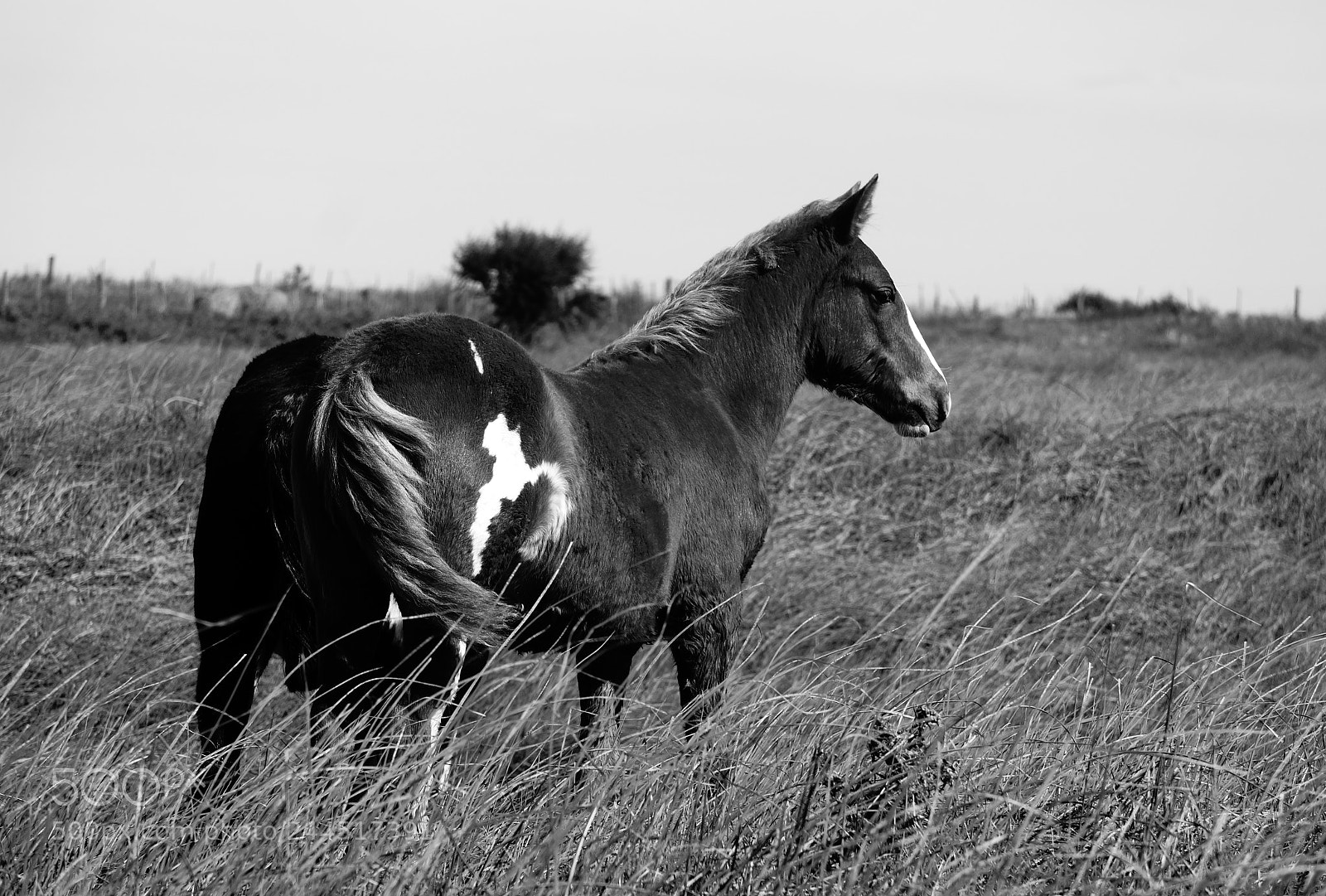 Sony Alpha a3500 sample photo. Animales ; retratos; photography