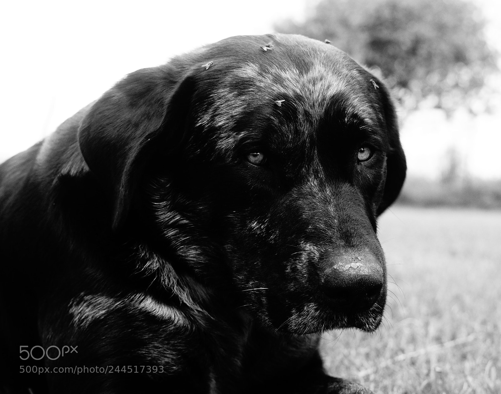 Sony Alpha a3500 sample photo. Animales ; retratos; photography