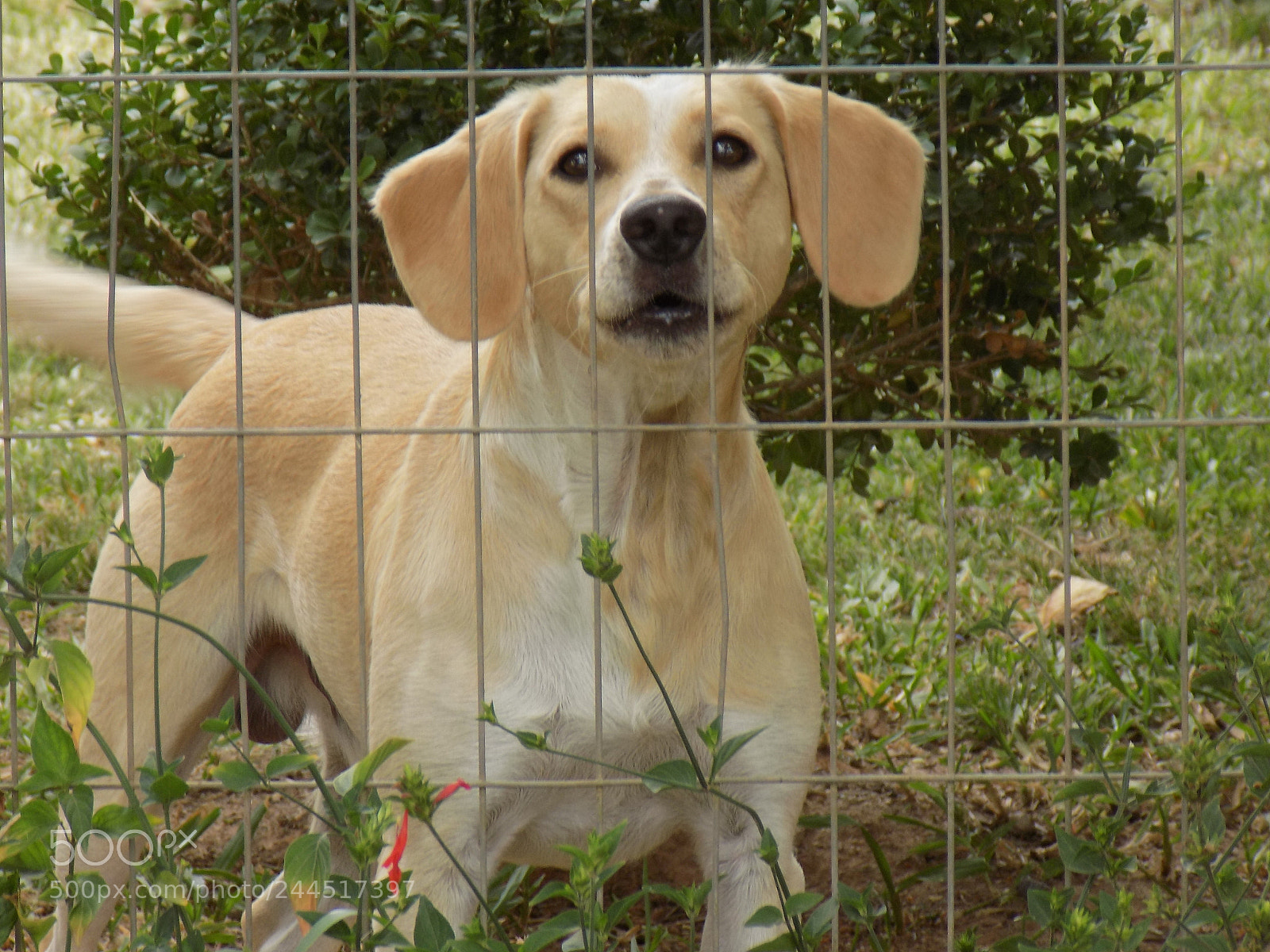 Nikon COOLPIX L340 sample photo. Nature and the dog photography