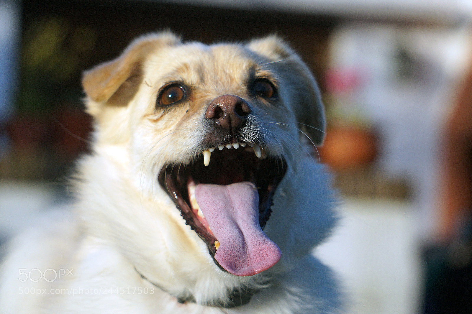 Sony Alpha a3500 sample photo. Animales ; retratos; photography