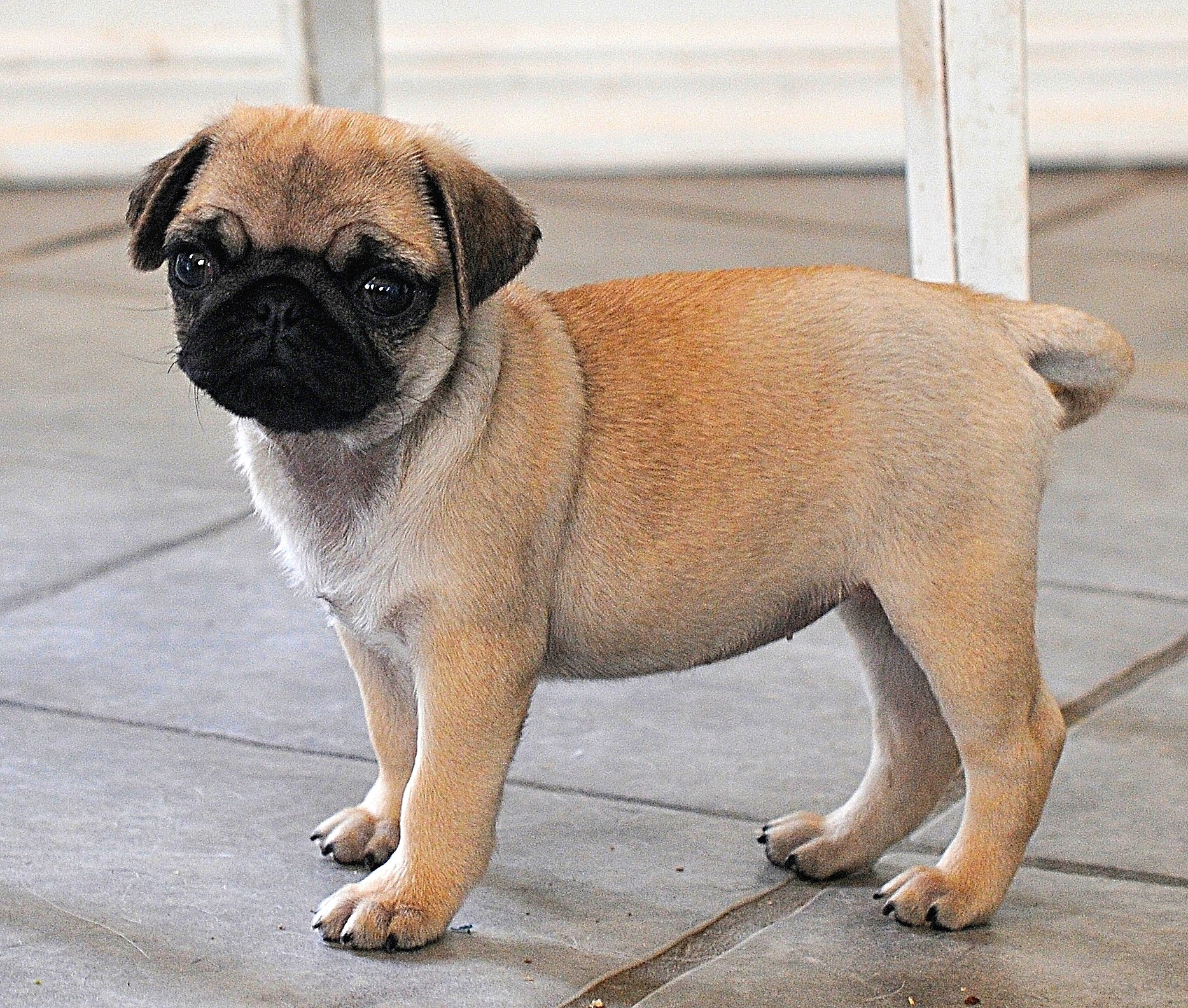 Nikon D300S sample photo. Pug puppy photography