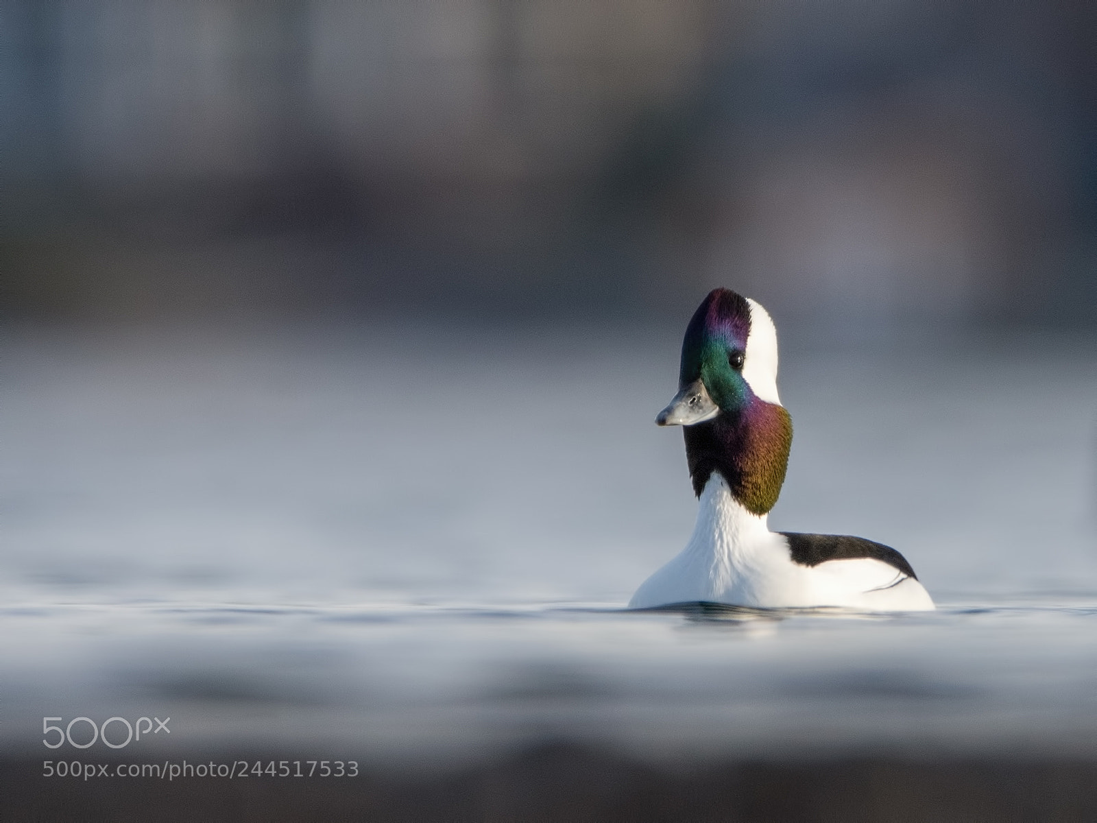 Nikon D7200 sample photo. Bufflehead photography