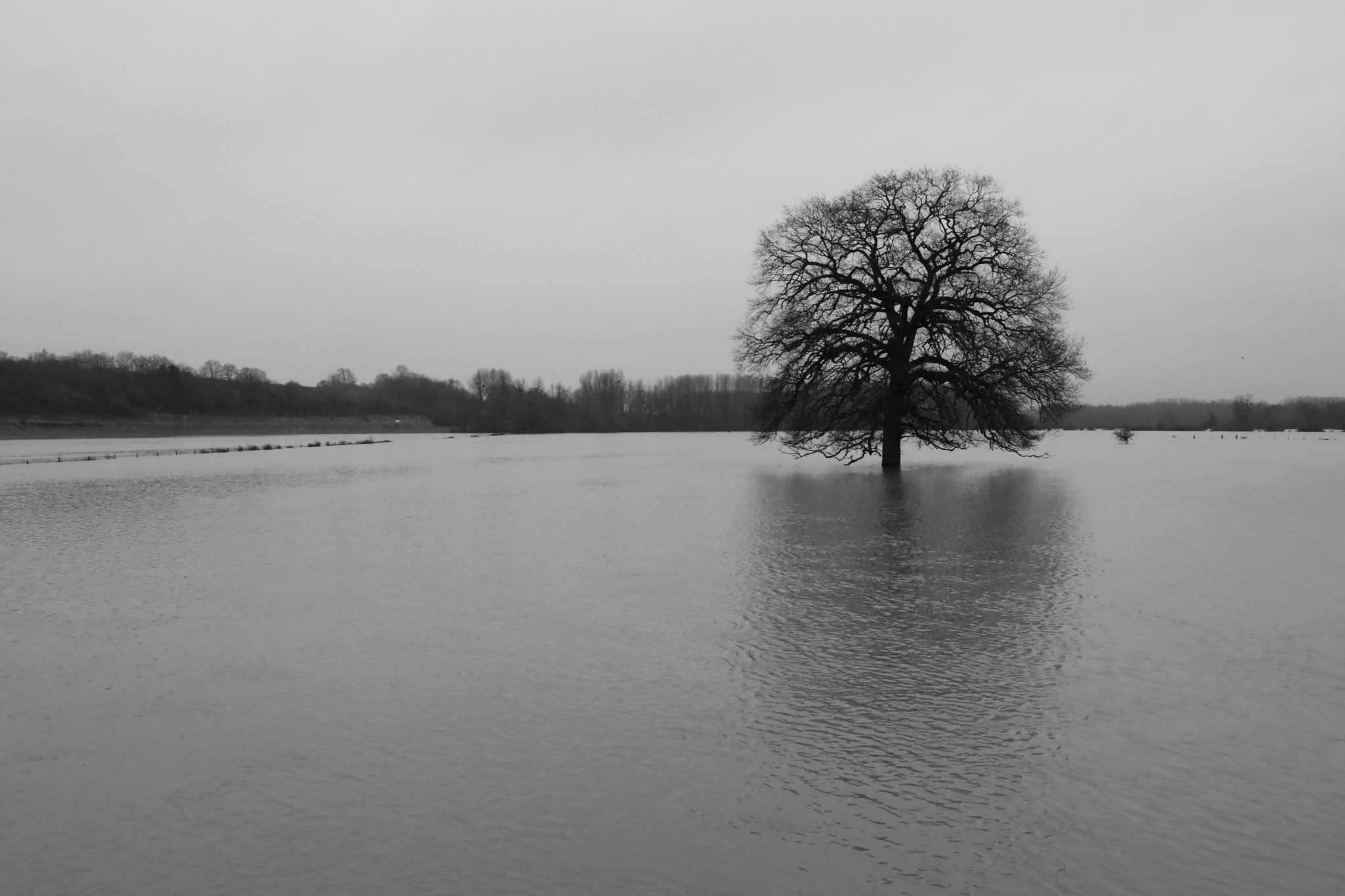 Nikon D5500 sample photo. Champs inondés photography
