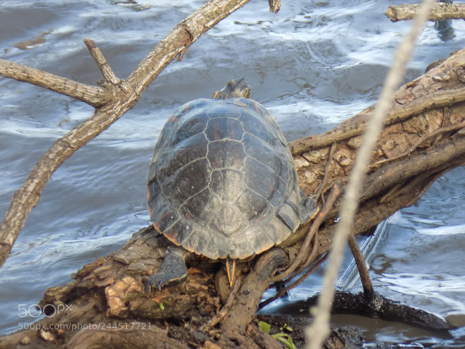 Nikon COOLPIX L340 sample photo. Just a turtle photography