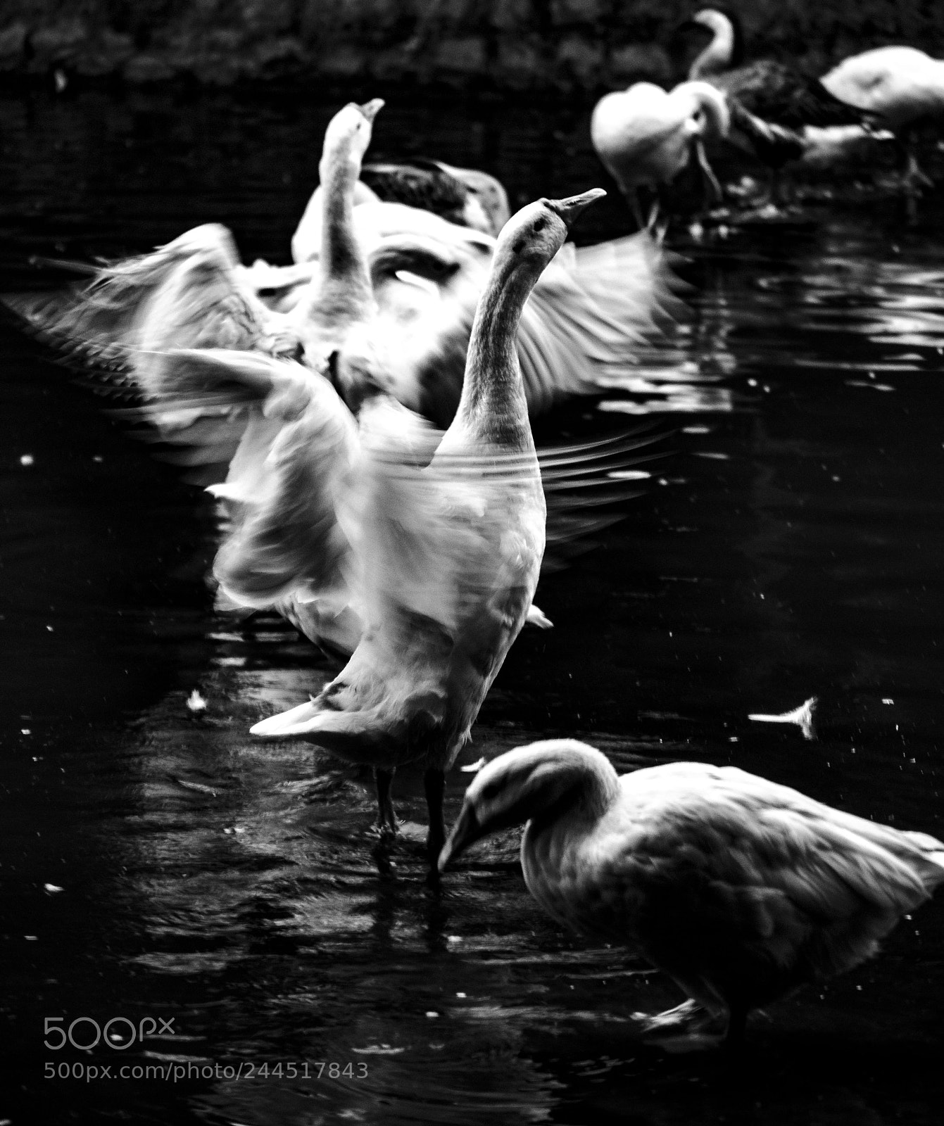 Nikon D5100 sample photo. Flutter with finesse. photography