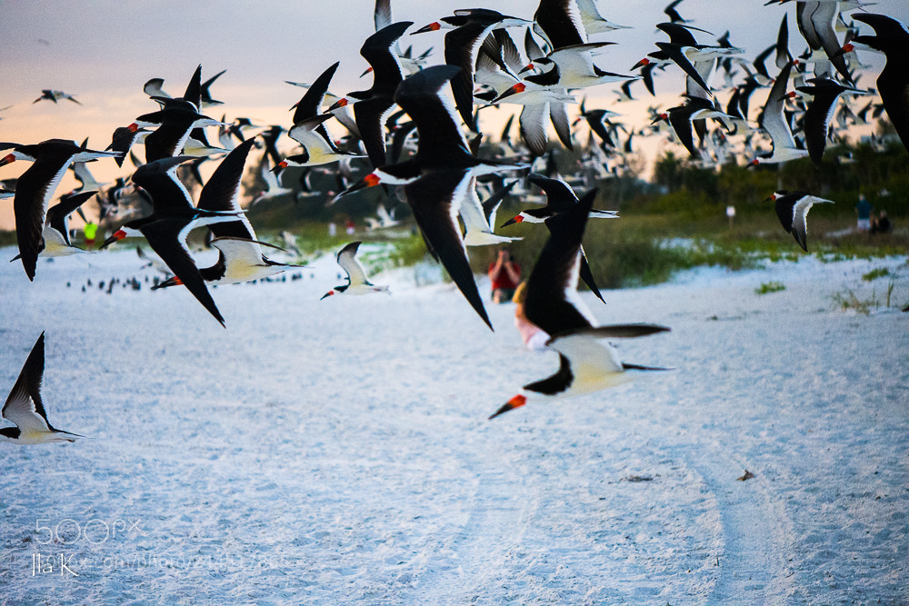 Nikon D7200 sample photo. Seagulls photography