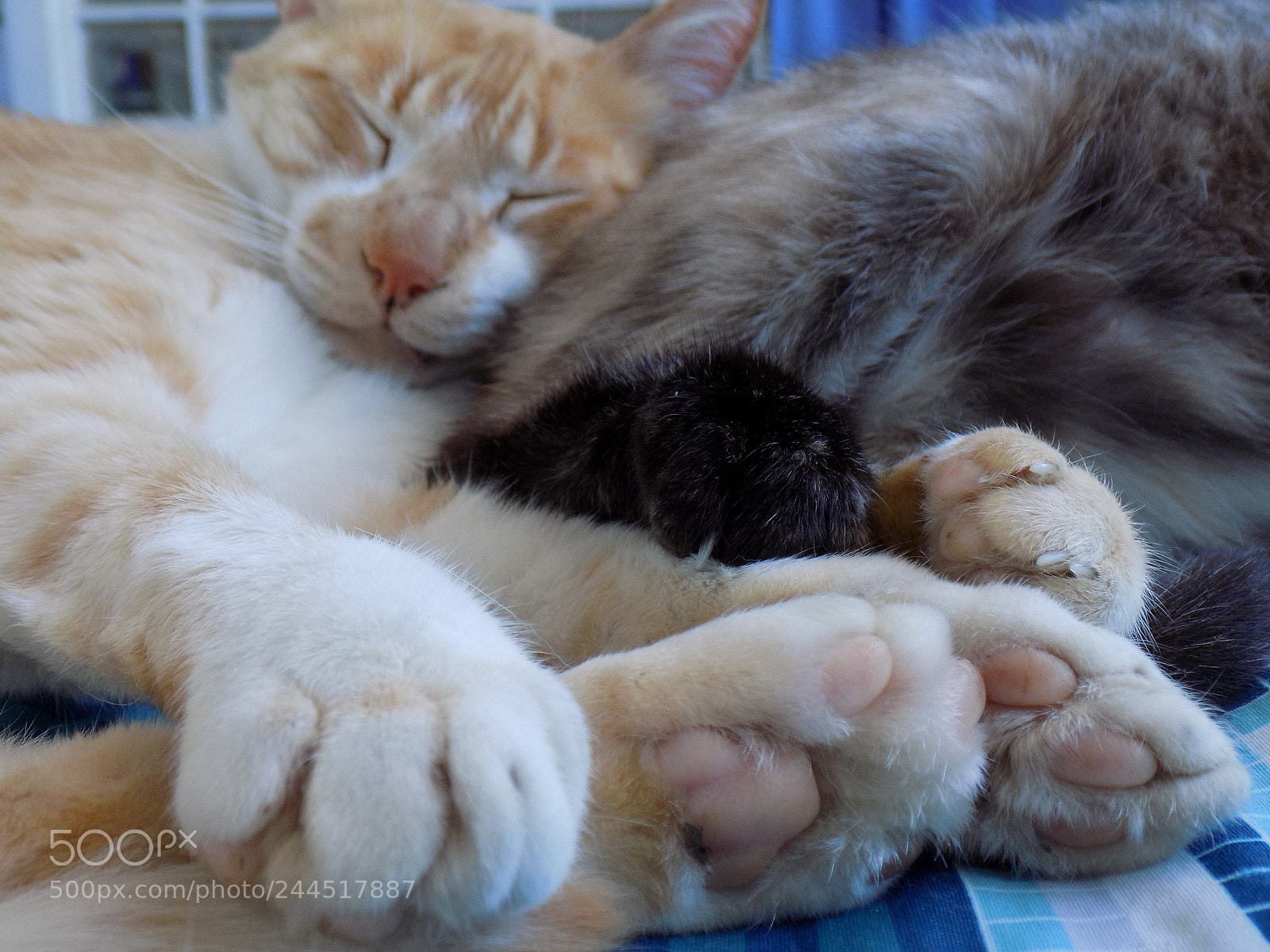 Nikon COOLPIX L340 sample photo. Sleepy day photography