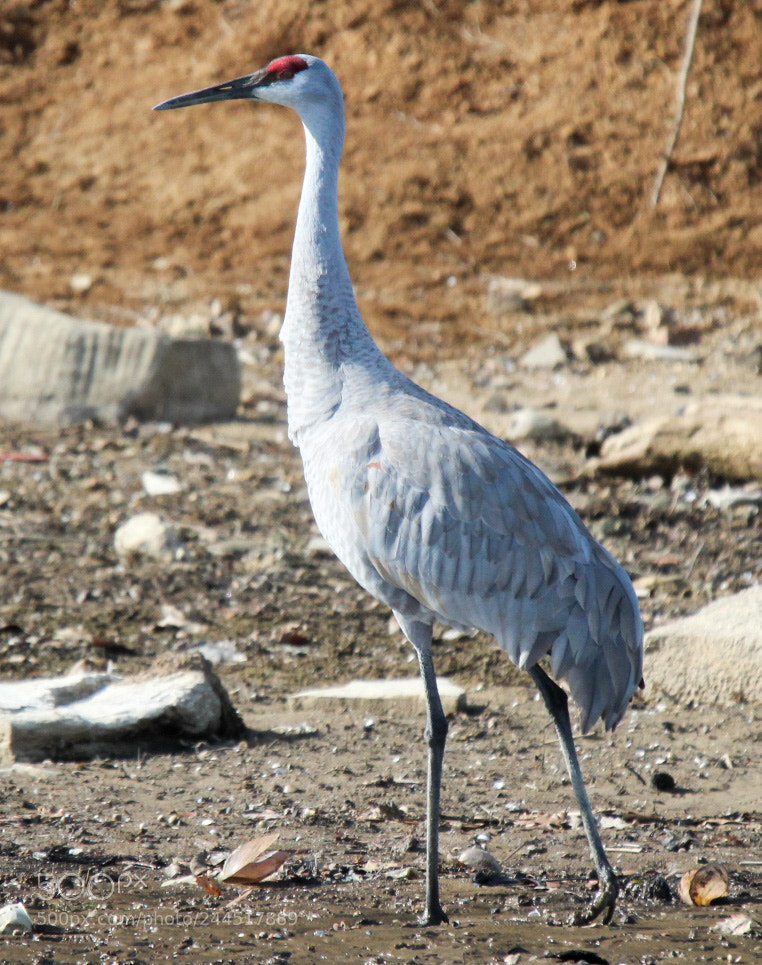 Canon EOS 1300D (EOS Rebel T6 / EOS Kiss X80) sample photo. Sandhill crane photography