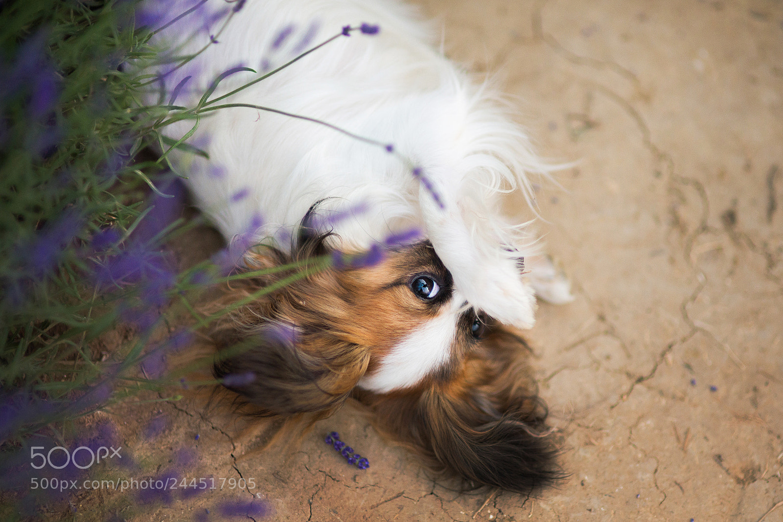 Nikon D610 sample photo. "shame!" trick photography
