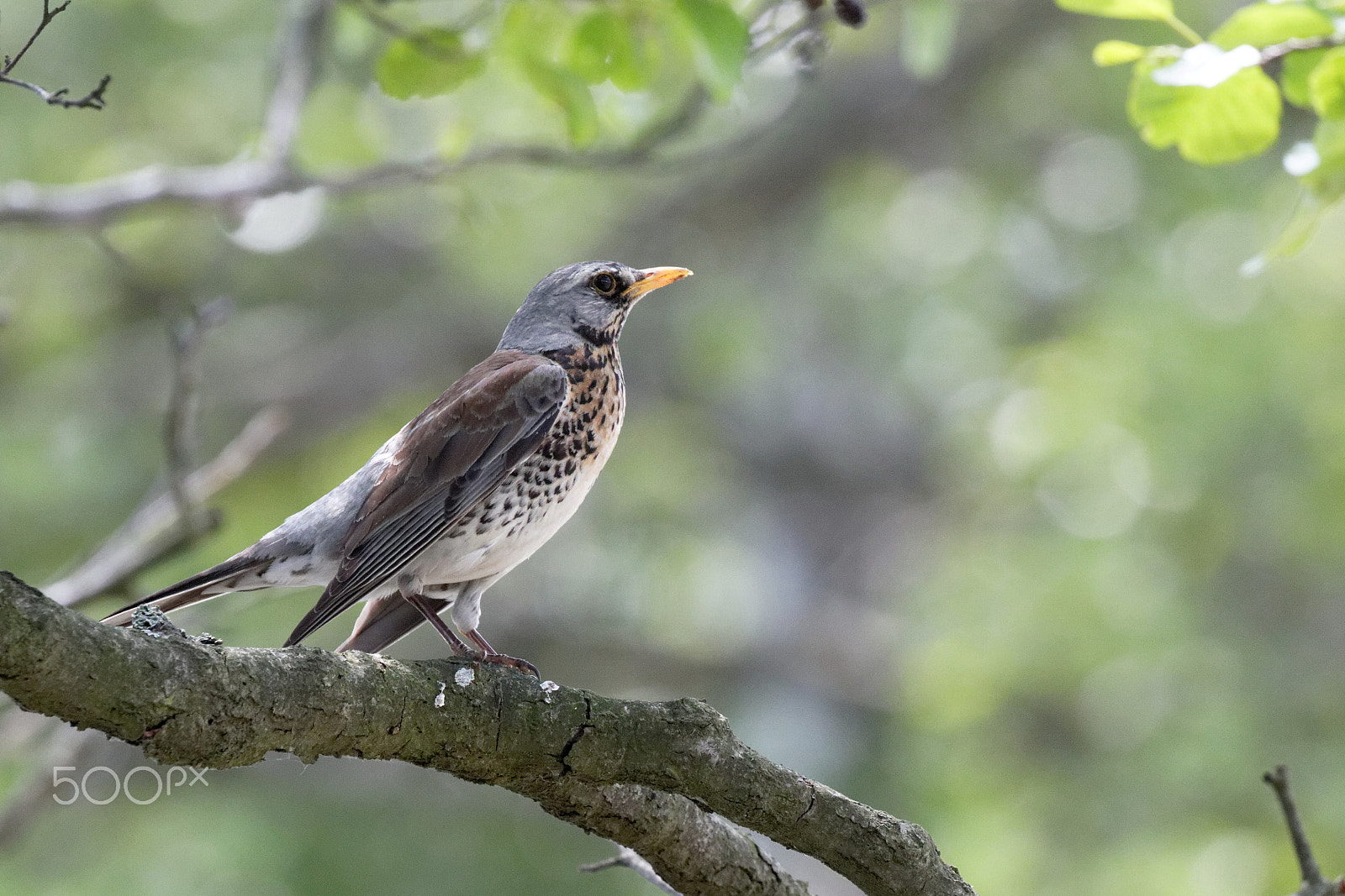 Canon EOS 7D Mark II sample photo. Fieldfare ukraine photography