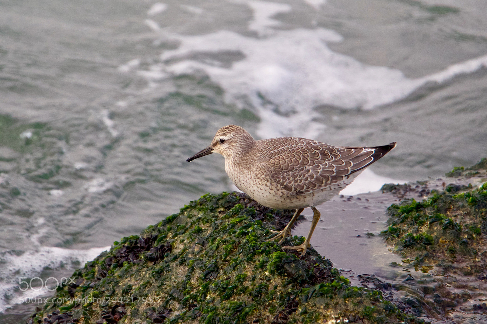 Canon EOS 7D Mark II sample photo. Red knot - kanoet photography