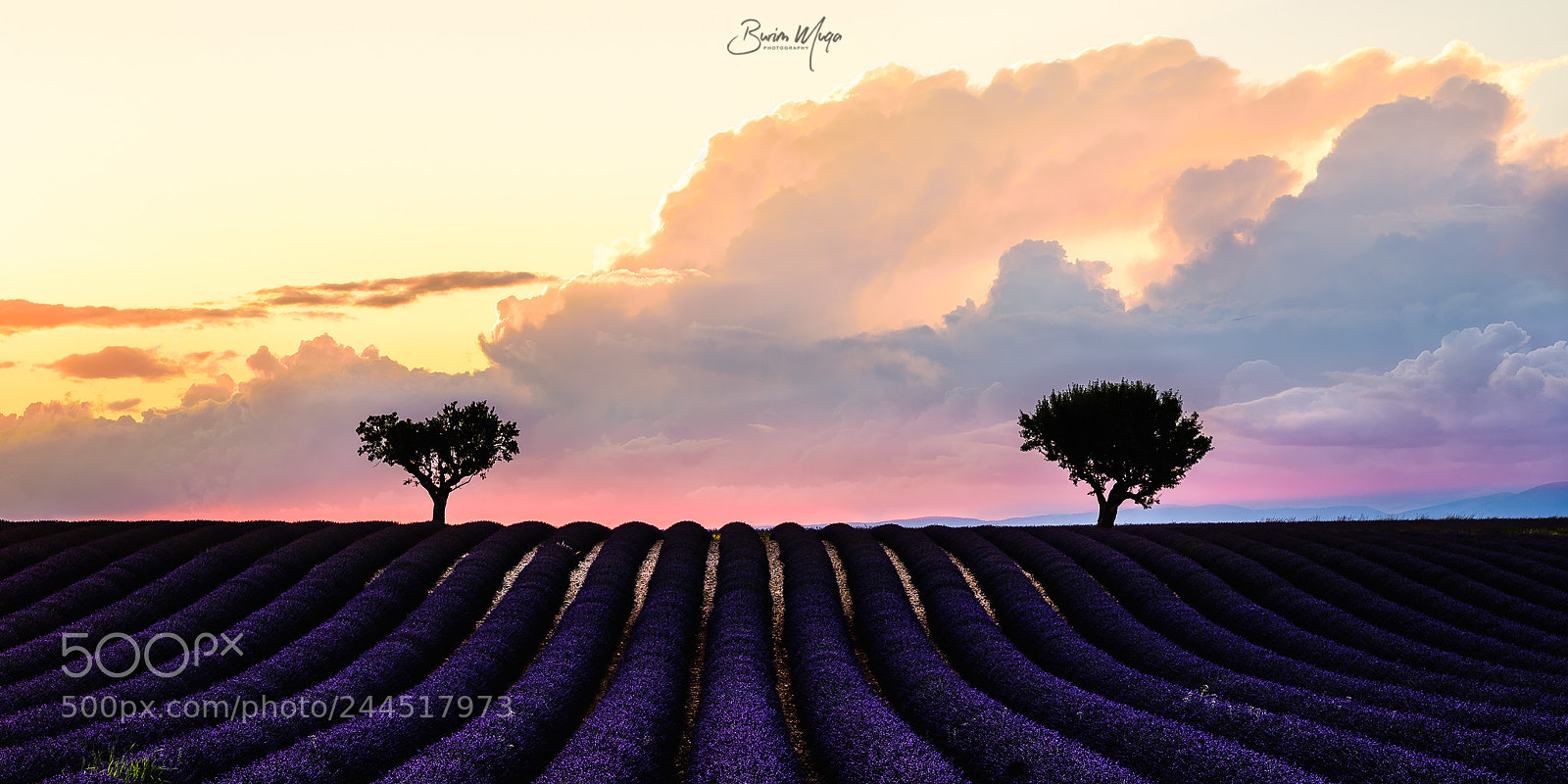 Nikon Df sample photo. Lavender sunset photography