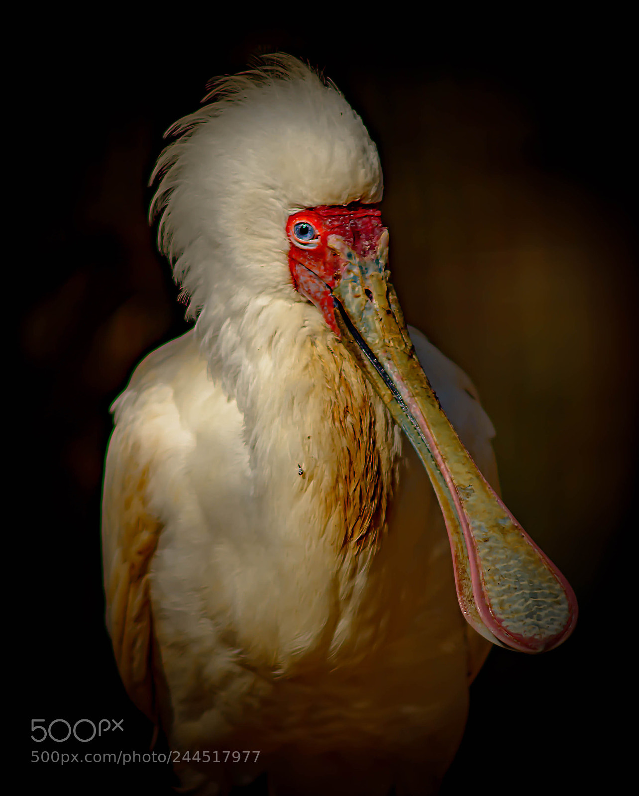 Nikon D7100 sample photo. A roseatte spoonbill portrait photography