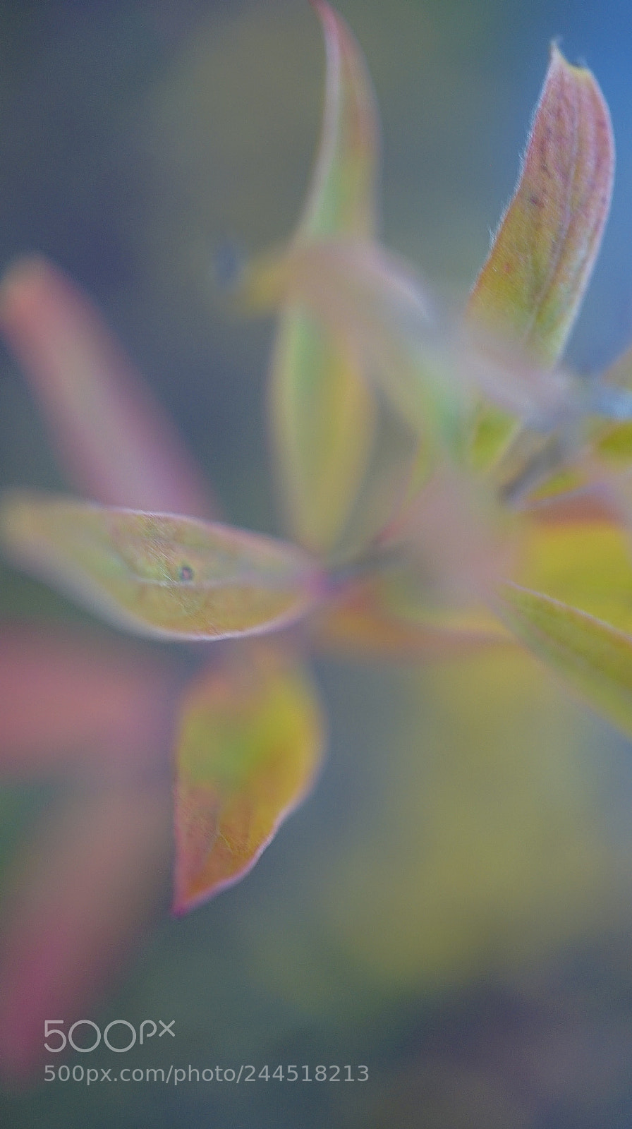 Sony a7 II sample photo. "kicy bidy i bokha" photography