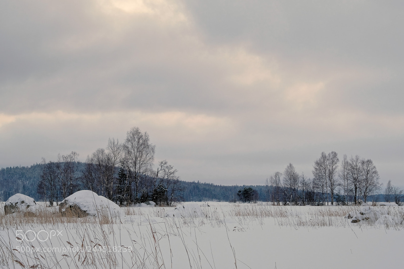 Fujifilm X-T2 sample photo. Trees photography