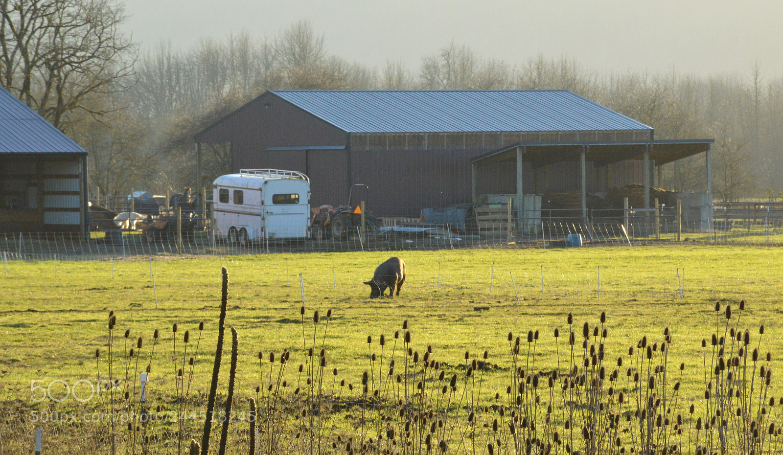 Nikon D3200 sample photo. Piggy photography