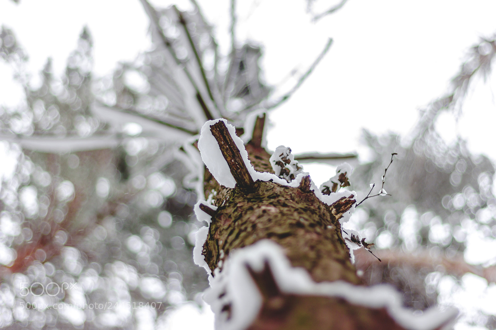 Canon EOS 550D (EOS Rebel T2i / EOS Kiss X4) sample photo. Winter clarity photography