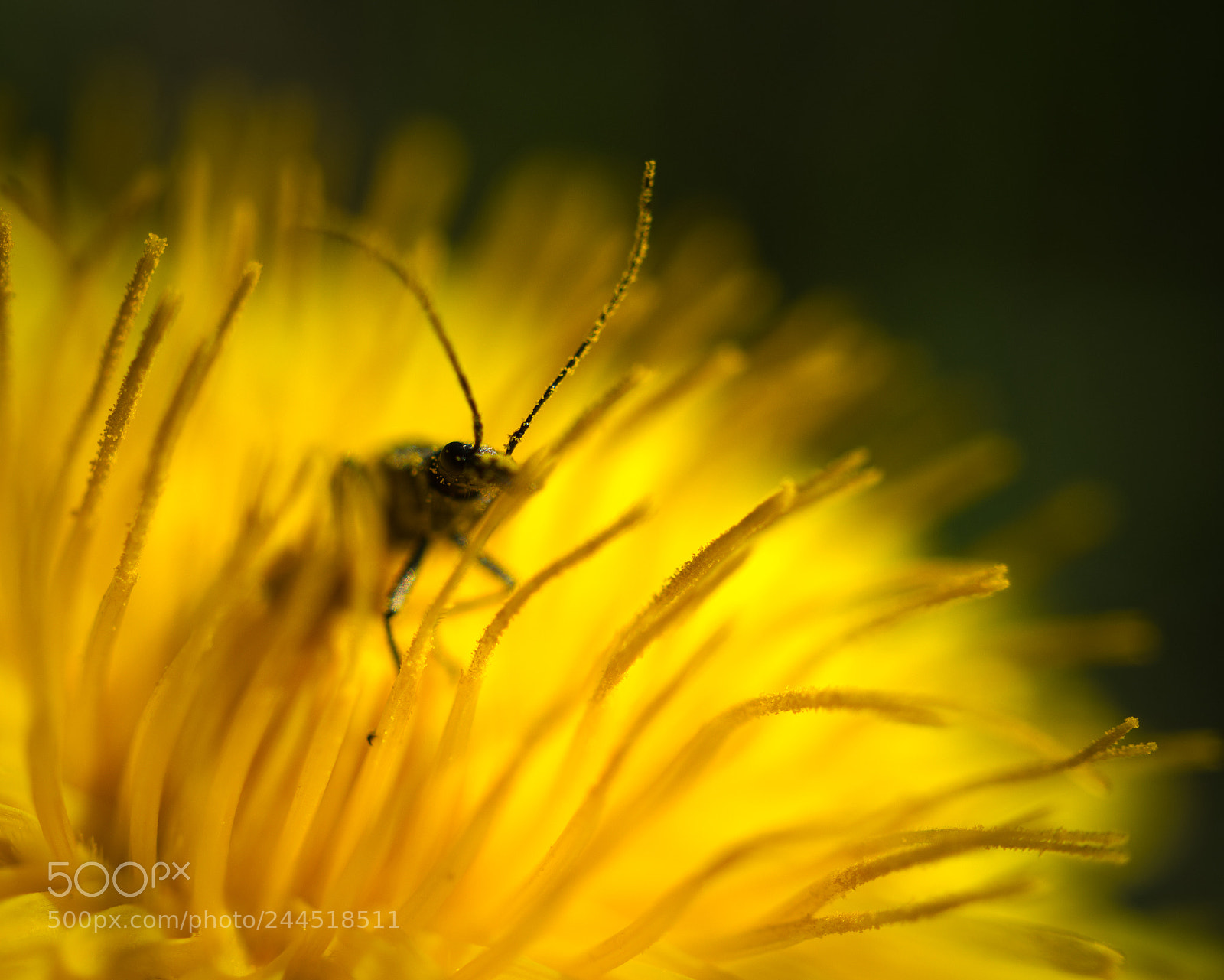 Sony Alpha a5000 (ILCE 5000) sample photo. Small bug on dandelion photography