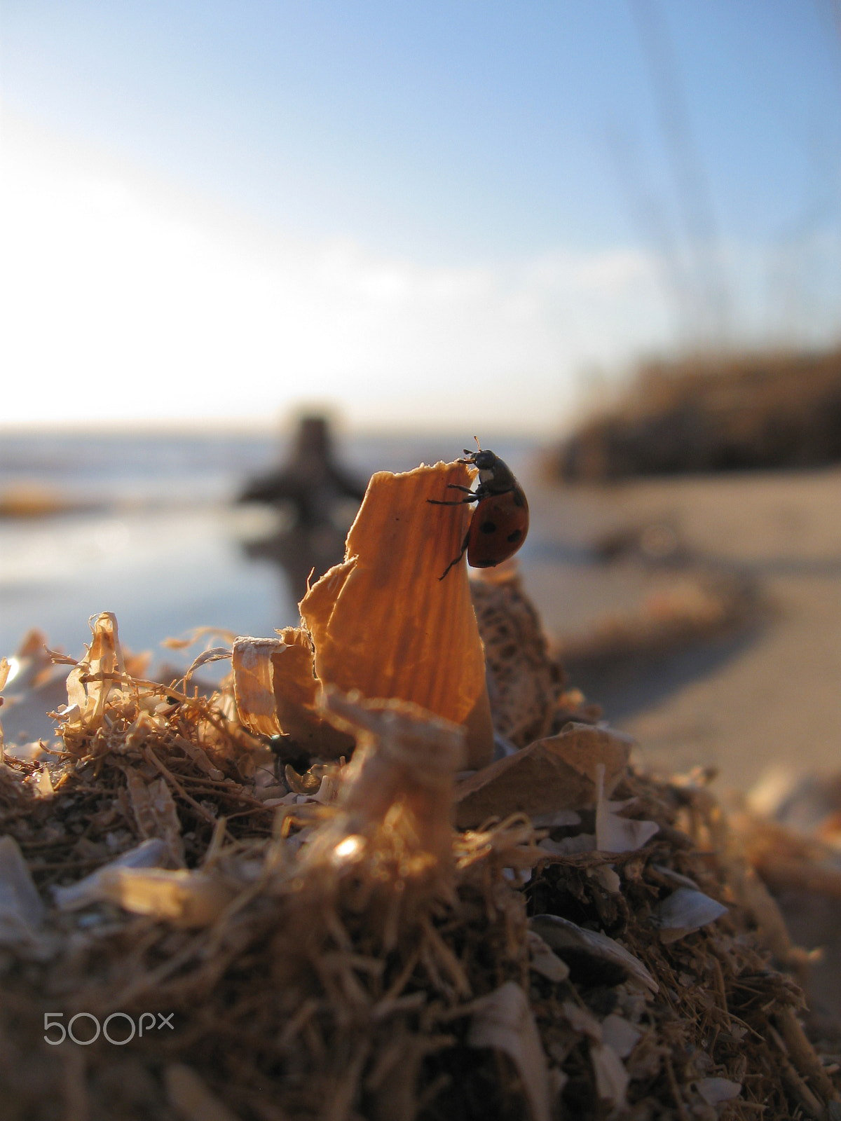 Canon PowerShot A590 IS sample photo. () photography