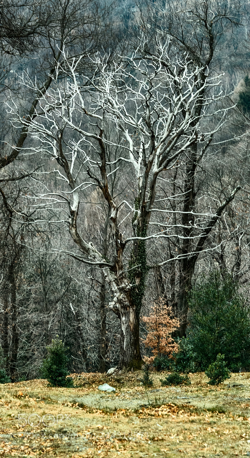 Nikon D810 sample photo. The magnificent dead tree photography