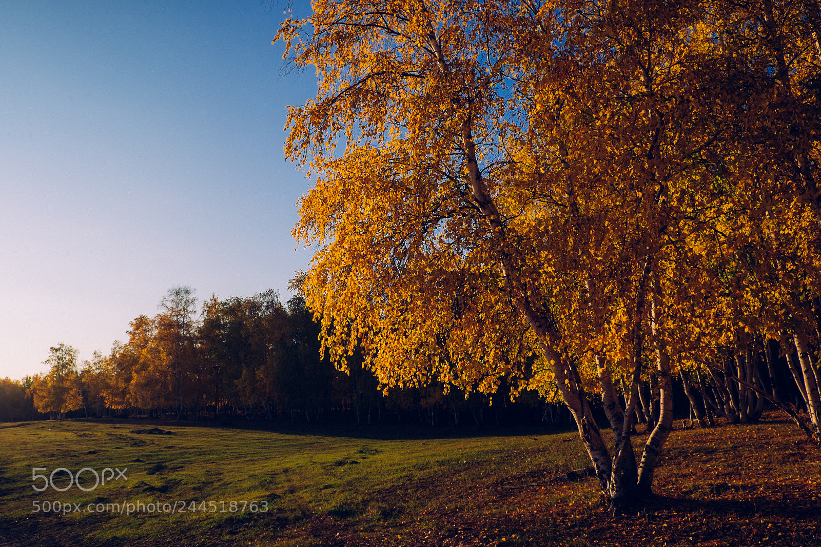 Fujifilm X-T1 sample photo. Memories of the fall photography
