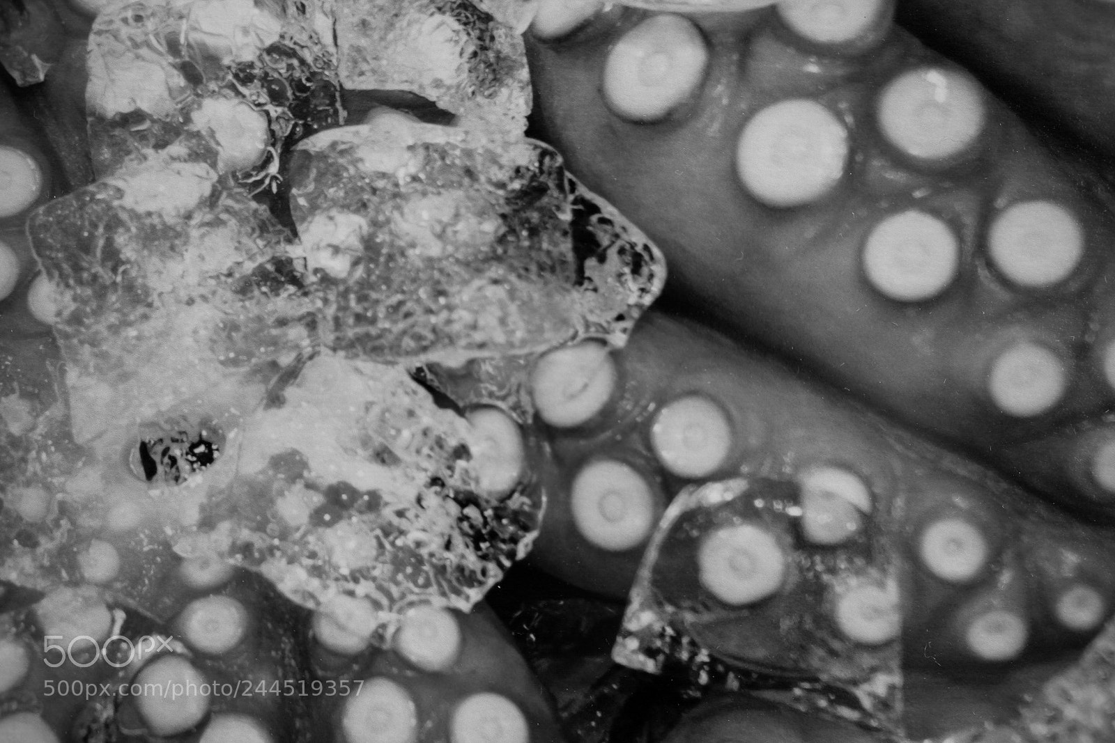 Fujifilm X-T2 sample photo. Octopus on ice photography
