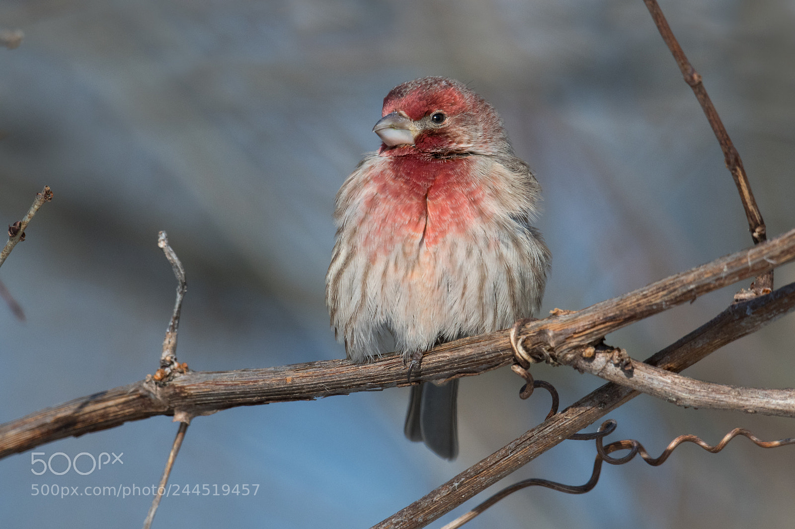 Nikon D500 sample photo. Roselin familier / house finch photography