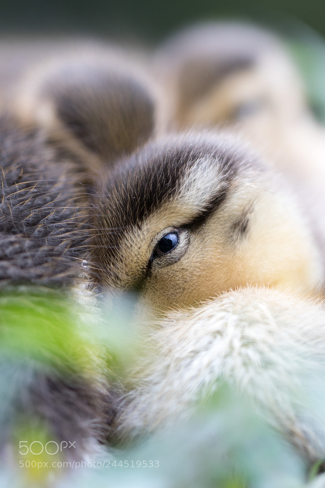 Canon EOS 7D Mark II sample photo. Kka photography