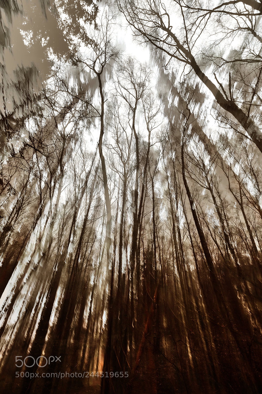 Fujifilm X-T20 sample photo. Lost in the woods photography